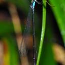 Image of Coeliccia hoanglienensis imported from iNaturalist.