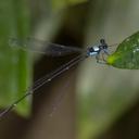 Image of Coeliccia sasamotoi imported from iNaturalist.