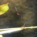 Image of Protoneura ailsa