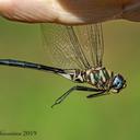 Image of Somatochlora margarita imported from iNaturalist.