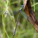 Image of Archilestes latialatus imported from iNaturalist.