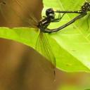 Image of Macrothemis aurimaculata imported from iNaturalist.