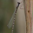 Image of Melanesobasis maculosa imported from iNaturalist.