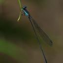 Image of Nesobasis caerulecaudata imported from iNaturalist.