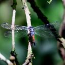 Image of Cannaphila mortoni imported from iNaturalist.