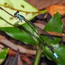 Image of Palaemnema dentata imported from iNaturalist.