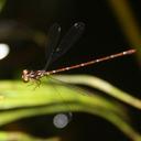 Image of Mortonagrion indraneil imported from iNaturalist.