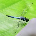 Image of Chalybeothemis chini imported from iNaturalist.