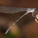 Image of Devadatta clavicauda imported from iNaturalist.