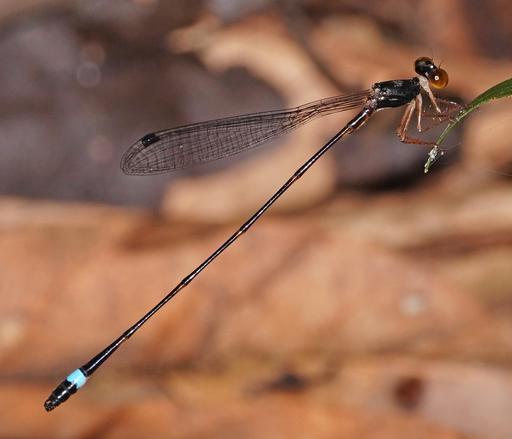 Image of Protosticta joepani imported from iNaturalist.