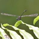 Image of Leptogomphus sii imported from iNaturalist.