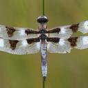 Image of Libellula pulchella imported from iNaturalist.