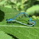 Image of Coenagrion australocaspicum imported from iNaturalist.