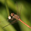 Image of Sympetrum sinaiticum imported from iNaturalist.