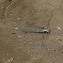 Image of Pseudagrion niloticum imported from iNaturalist.