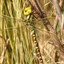 Image of Castoraeschna decurvata imported from iNaturalist.