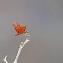 Image of Perithemis rubita imported from iNaturalist.