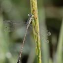 Image of Platylestes kirani imported from iNaturalist.