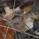 Image of Lestes tricolor imported from iNaturalist.