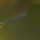 Psaironeura selvatica