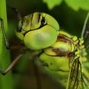 Image of Aeshna viridis imported from iNaturalist.