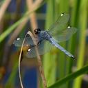 Image of Libellula cyanea imported from iNaturalist.