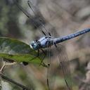 Image of Libellula vibrans imported from iNaturalist.