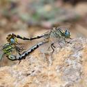 Image of Onychogomphus boudoti imported from iNaturalist.