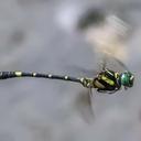 Image of Onychogomphus louissiriusi imported from iNaturalist.