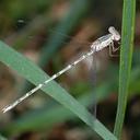 Image of Sympecma gobica imported from iNaturalist.