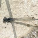 Image of Pseudagrion commoniae imported from iNaturalist.