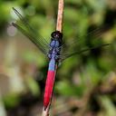 Image of Orthetrum schneideri imported from iNaturalist.