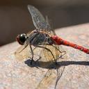 Image of Onychothemis culminicola imported from iNaturalist.