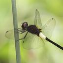 Image of Pseudothemis jorina imported from iNaturalist.