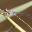 Image of Pseudagrion acaciae imported from iNaturalist.