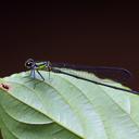 Image of Pseudagrion alcicorne imported from iNaturalist.