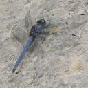 Image of Trithemis ellenbeckii imported from iNaturalist.