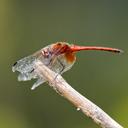 Image of Trithemis pluvialis imported from iNaturalist.