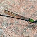 Image of Argia fraudatricula imported from iNaturalist.