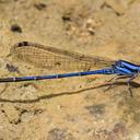 Image of Argia variegata imported from iNaturalist.