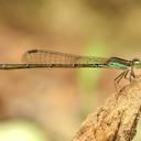 Image of Mortonagrion varralli imported from iNaturalist.