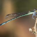 Image of Agriocnemis clauseni imported from iNaturalist.