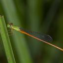 Image of Ceriagrion auranticum imported from iNaturalist.