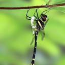 Image of Macromia flavocolorata imported from iNaturalist.