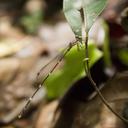 Image of Protosticta sanguinostigma imported from iNaturalist.