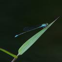 Image of Pseudagrion williamsoni imported from iNaturalist.