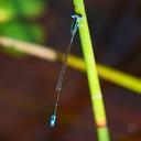 Image of Aciagrion paludense imported from iNaturalist.