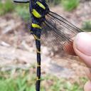 Image of Anotogaster gigantica imported from iNaturalist.