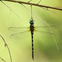 Image of Anotogaster gregoryi imported from iNaturalist.