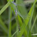 Image of Lestes dorothea imported from iNaturalist.